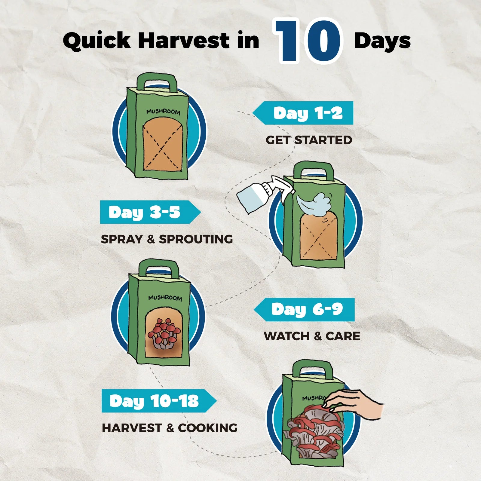 Visual guide to the mushroom growing timeline, showing the easy 4 steps to get a fresh harvest from your kit in 10 days.