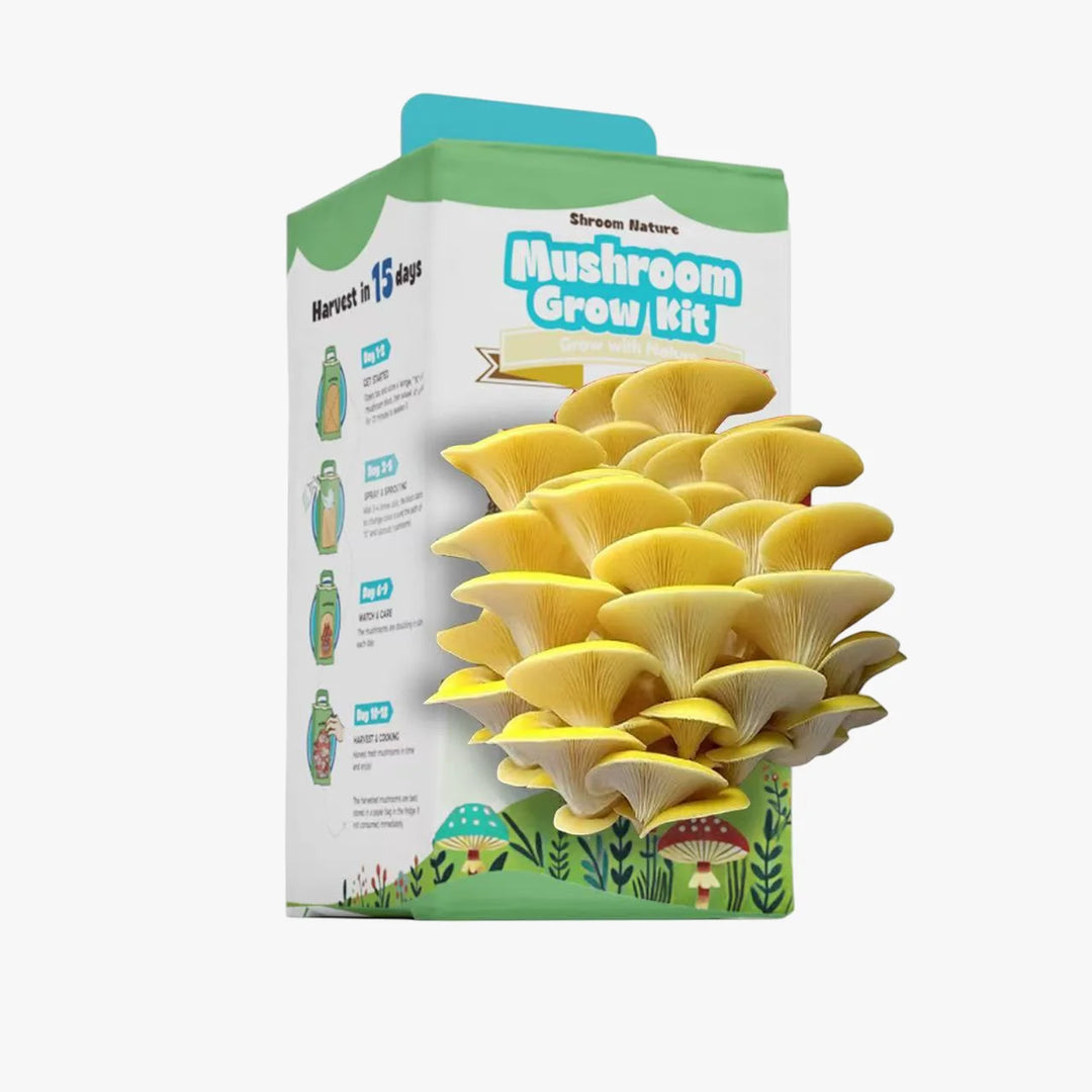 Freshly harvested Golden Oyster mushrooms, easy to grow at home with a Shroom Nature mushroom kit.