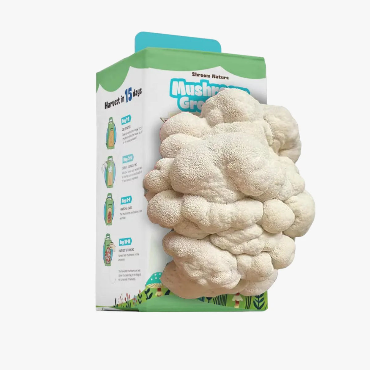 Close-up of a fresh, harvest-ready Lion's Mane mushroom growing from the Shroom Nature indoor mushroom grow kit.