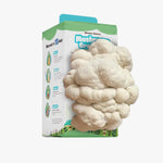 Close-up of a fresh, harvest-ready Lion's Mane mushroom growing from the Shroom Nature indoor mushroom grow kit.