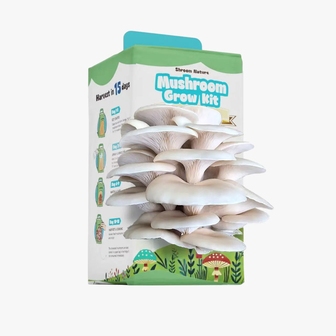 Homegrown Grey Oyster mushrooms, a beginner-friendly indoor gardening project with Shroom Nature.