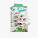 Homegrown Grey Oyster mushrooms, a beginner-friendly indoor gardening project with Shroom Nature.